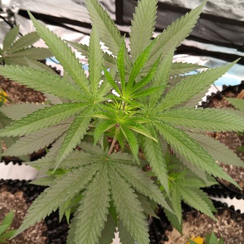 Og kush×5 kind seeds growlog timeline photo