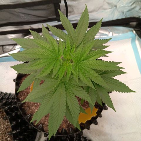 Og kush×5 kind seeds growlog timeline photo