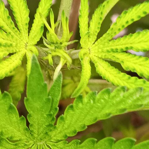 Og kush×5 kind seeds growlog timeline photo