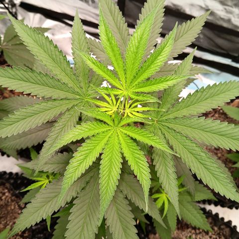 Og kush×5 kind seeds growlog timeline photo