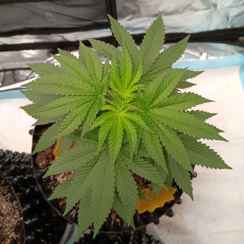 Og kush×5 kind seeds growlog timeline photo
