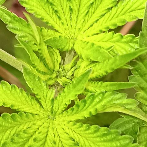 Og kush×5 kind seeds growlog timeline photo