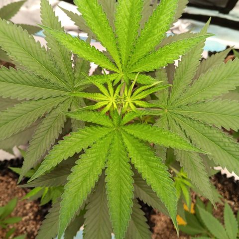 Og kush×5 kind seeds growlog timeline photo