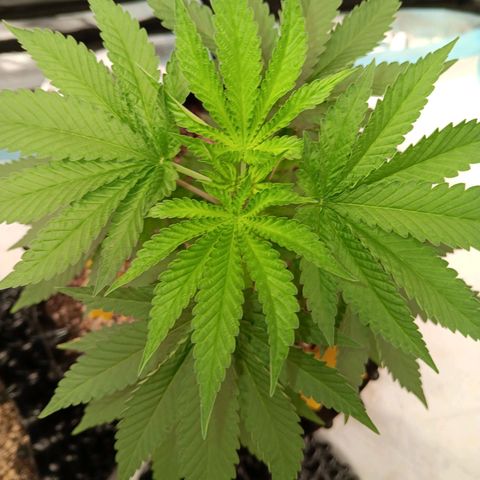 Og kush×5 kind seeds growlog timeline photo
