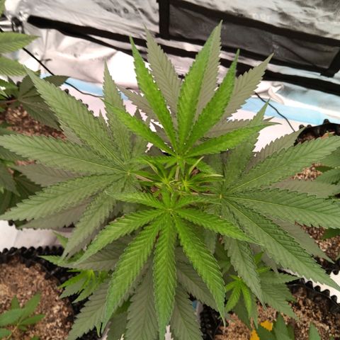 Og kush×5 kind seeds growlog timeline photo
