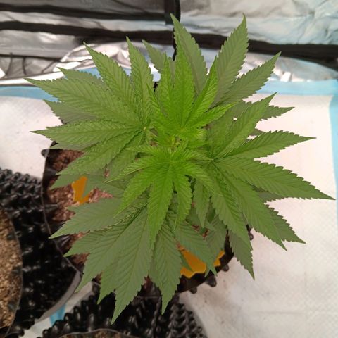Og kush×5 kind seeds growlog timeline photo