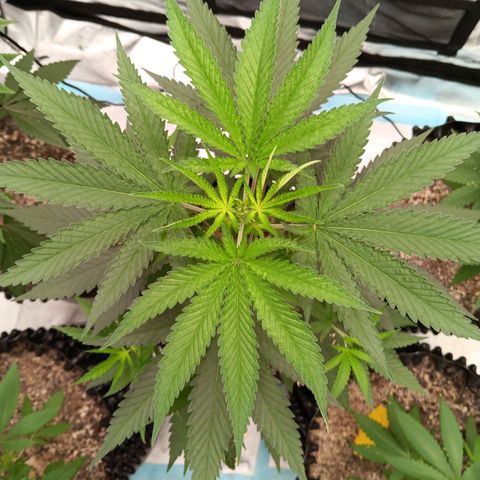 Og kush×5 kind seeds growlog timeline photo