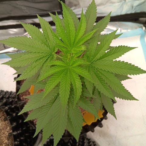 Og kush×5 kind seeds growlog timeline photo
