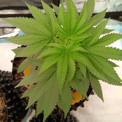 Og kush×5 kind seeds growlog timeline photo