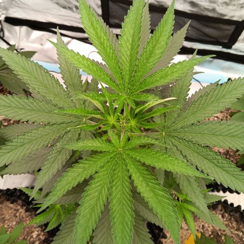 Og kush×5 kind seeds growlog timeline photo