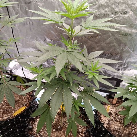 Og kush×5 kind seeds growlog timeline photo