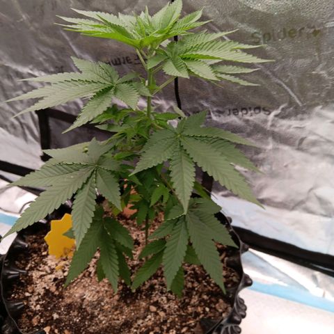 Og kush×5 kind seeds growlog timeline photo