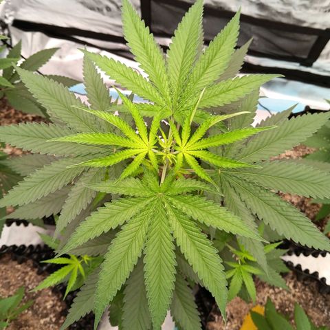 Og kush×5 kind seeds growlog timeline photo
