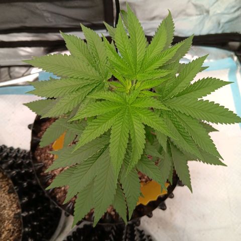 Og kush×5 kind seeds growlog timeline photo
