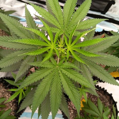 Og kush×5 kind seeds growlog timeline photo