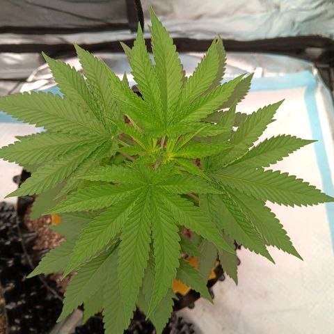 Og kush×5 kind seeds growlog timeline photo