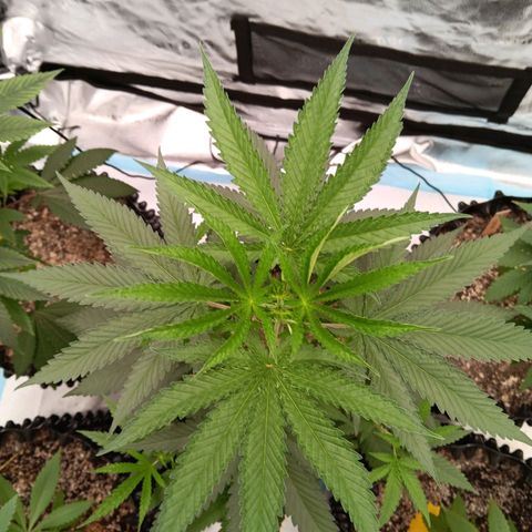 Og kush×5 kind seeds growlog timeline photo