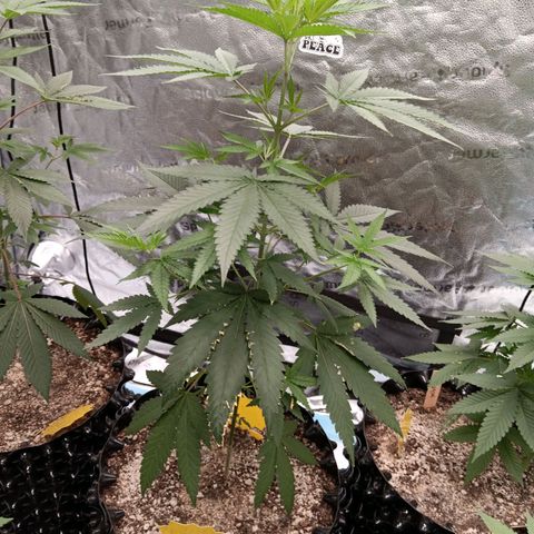 Og kush×5 kind seeds growlog timeline photo