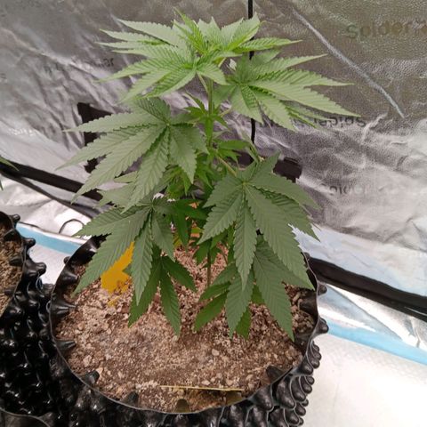 Og kush×5 kind seeds growlog timeline photo