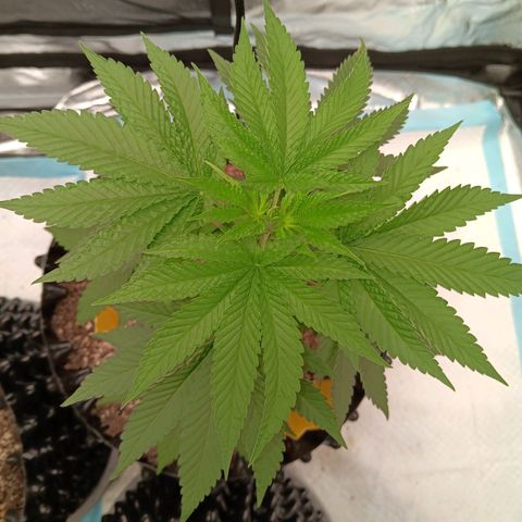 Og kush×5 kind seeds growlog timeline photo