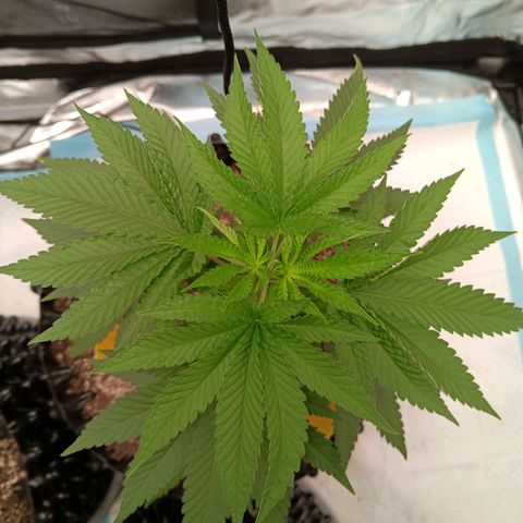 Og kush×5 kind seeds growlog timeline photo