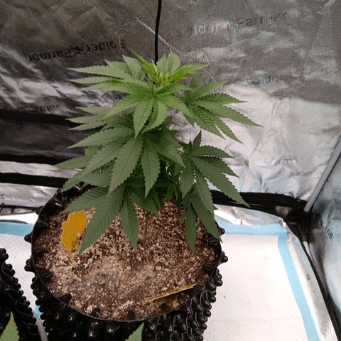 Og kush×5 kind seeds growlog timeline photo