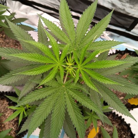 Og kush×5 kind seeds growlog timeline photo