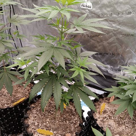 Og kush×5 kind seeds growlog timeline photo