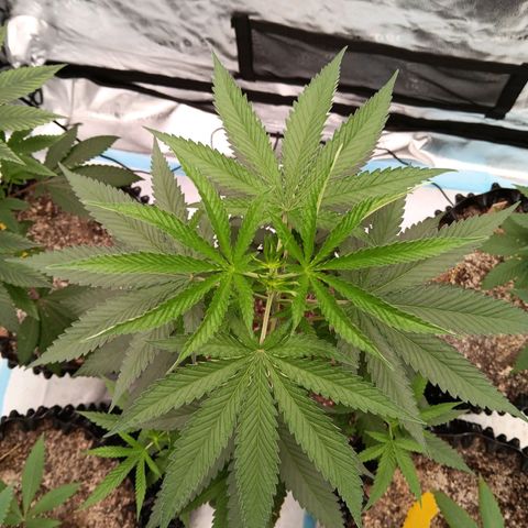 Og kush×5 kind seeds growlog timeline photo