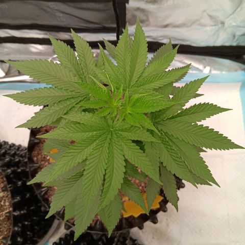 Og kush×5 kind seeds growlog timeline photo