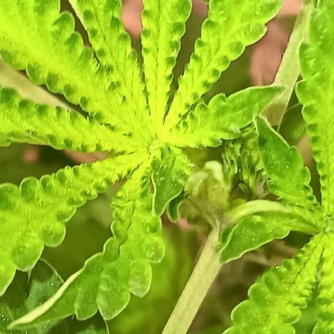 Og kush×5 kind seeds growlog timeline photo