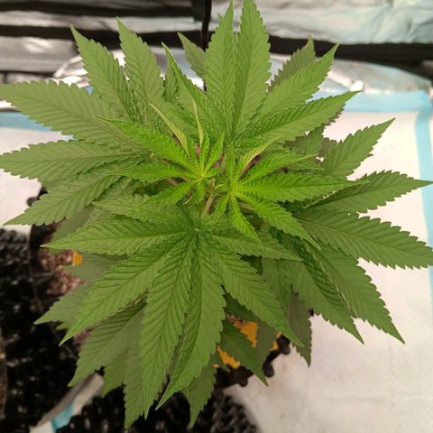 Og kush×5 kind seeds growlog timeline photo