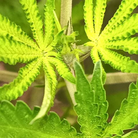 Og kush×5 kind seeds growlog timeline photo