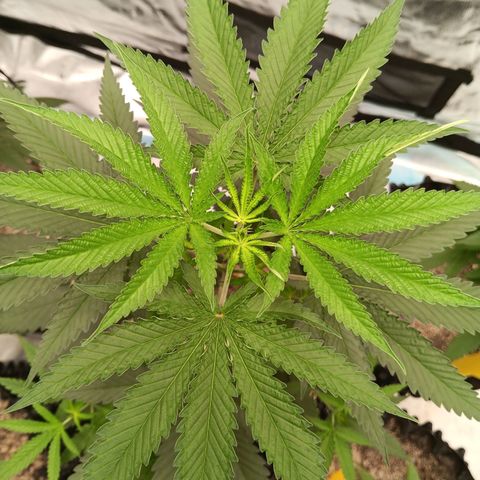 Og kush×5 kind seeds growlog timeline photo