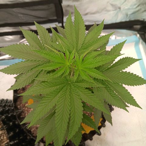 Og kush×5 kind seeds growlog timeline photo