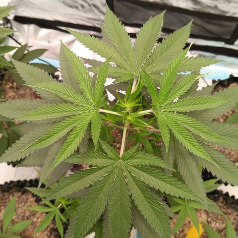 Og kush×5 kind seeds growlog timeline photo