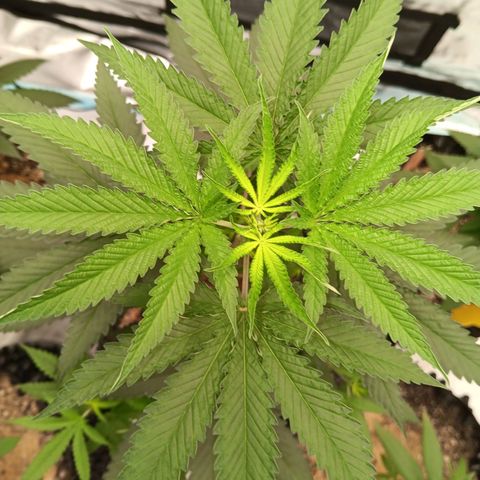 Og kush×5 kind seeds growlog timeline photo