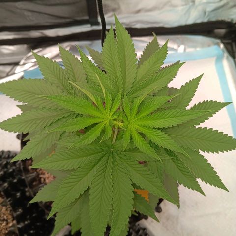 Og kush×5 kind seeds growlog timeline photo