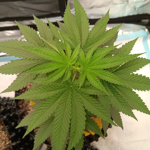 Og kush×5 kind seeds growlog timeline photo