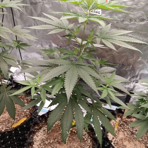 Og kush×5 kind seeds growlog timeline photo