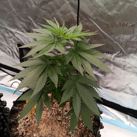 Og kush×5 kind seeds growlog timeline photo