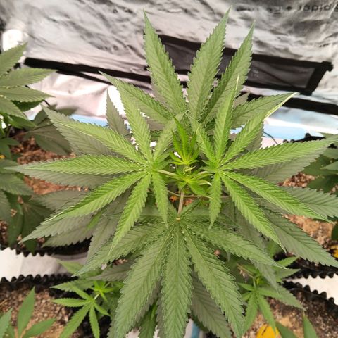 Og kush×5 kind seeds growlog timeline photo