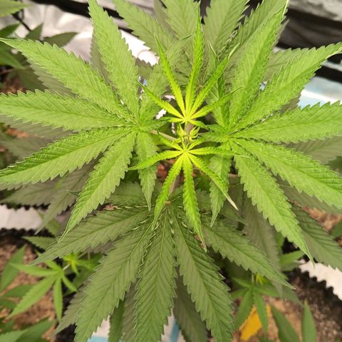 Og kush×5 kind seeds growlog timeline photo