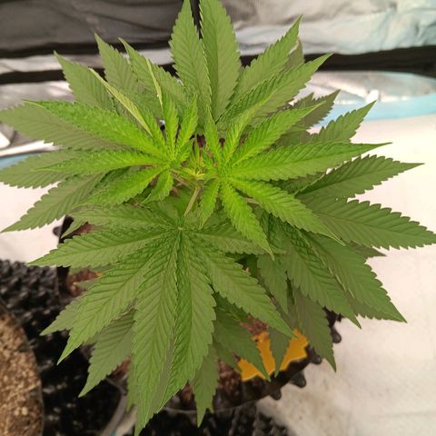 Og kush×5 kind seeds growlog timeline photo