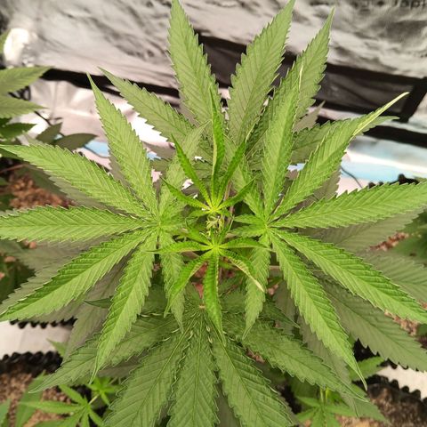 Og kush×5 kind seeds growlog timeline photo