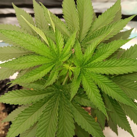 Og kush×5 kind seeds growlog timeline photo