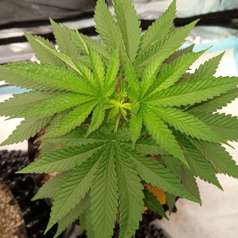 Og kush×5 kind seeds growlog timeline photo