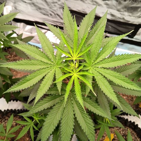 Og kush×5 kind seeds growlog timeline photo