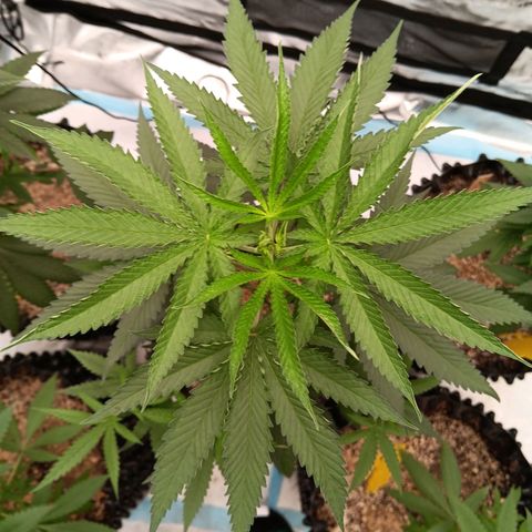 Og kush×5 kind seeds growlog timeline photo