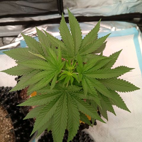 Og kush×5 kind seeds growlog timeline photo